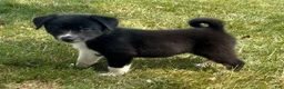 Mixed Breed dogs for sale: Missy - Ad 2