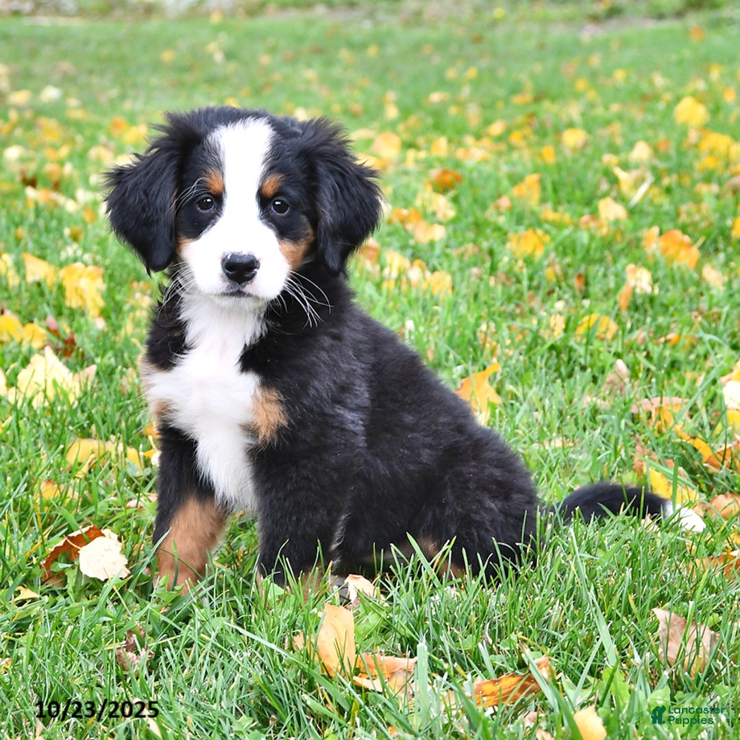 Bernese Mountain Dog Puppies for sale in New York Lancaster Puppies
