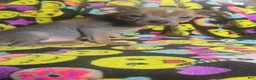 Chinese Crested dogs for sale: Stewart - Ad 4