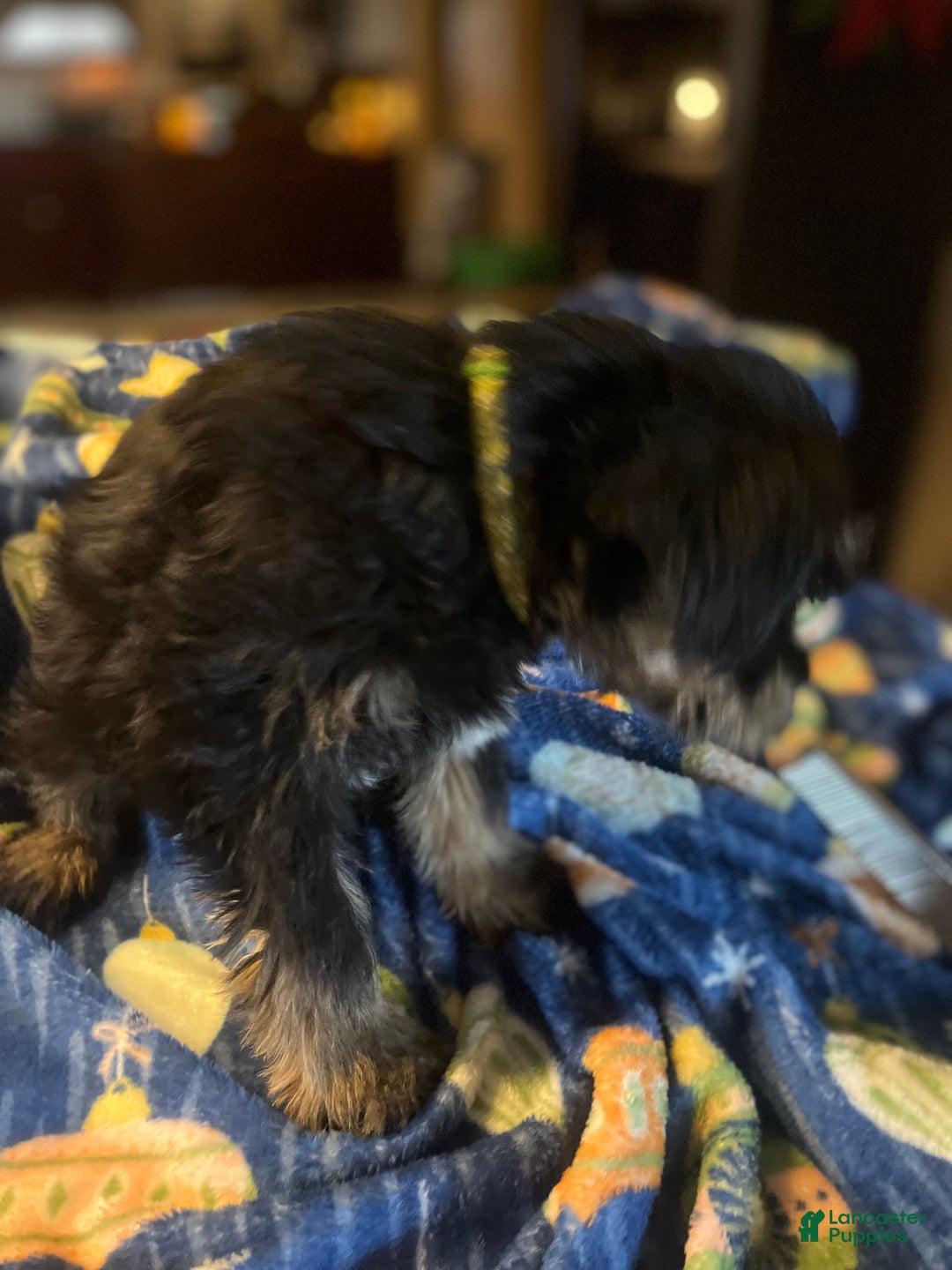 Miniature Schnauzer dogs for sale: Kali - Ad 18