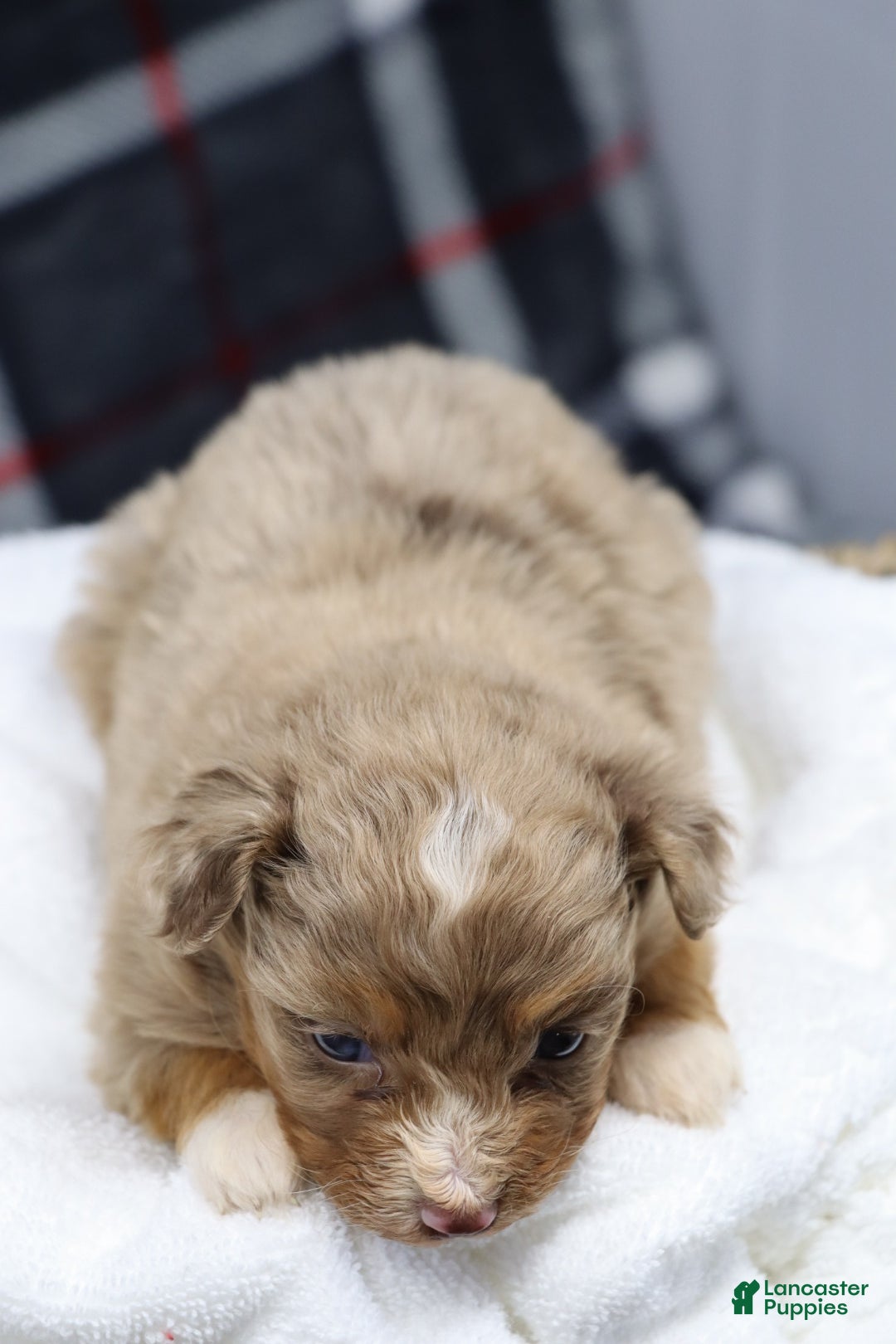 Mixed Breed dogs for sale:  dolly - Ad 3