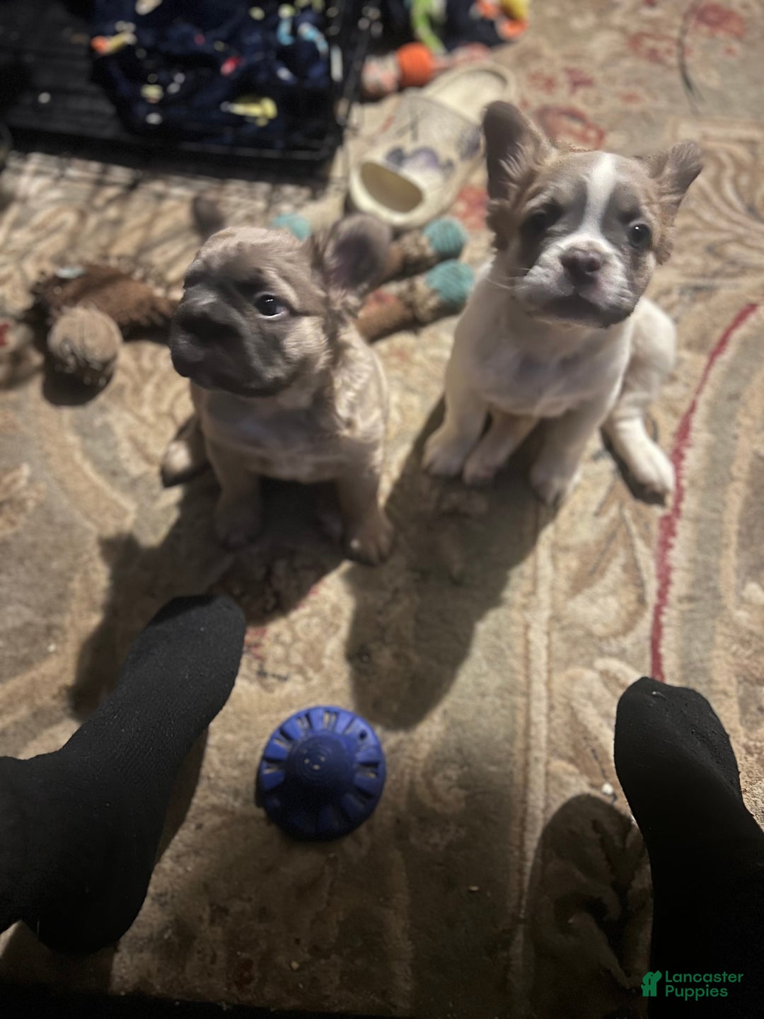 French Bulldog dogs for sale: LUCY - Ad 6