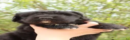 Newfoundland dogs for sale: Moth - Ad 4