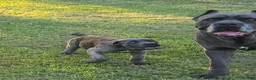 Cane Corso dogs for sale: Cane Corso 5 - Ad 7