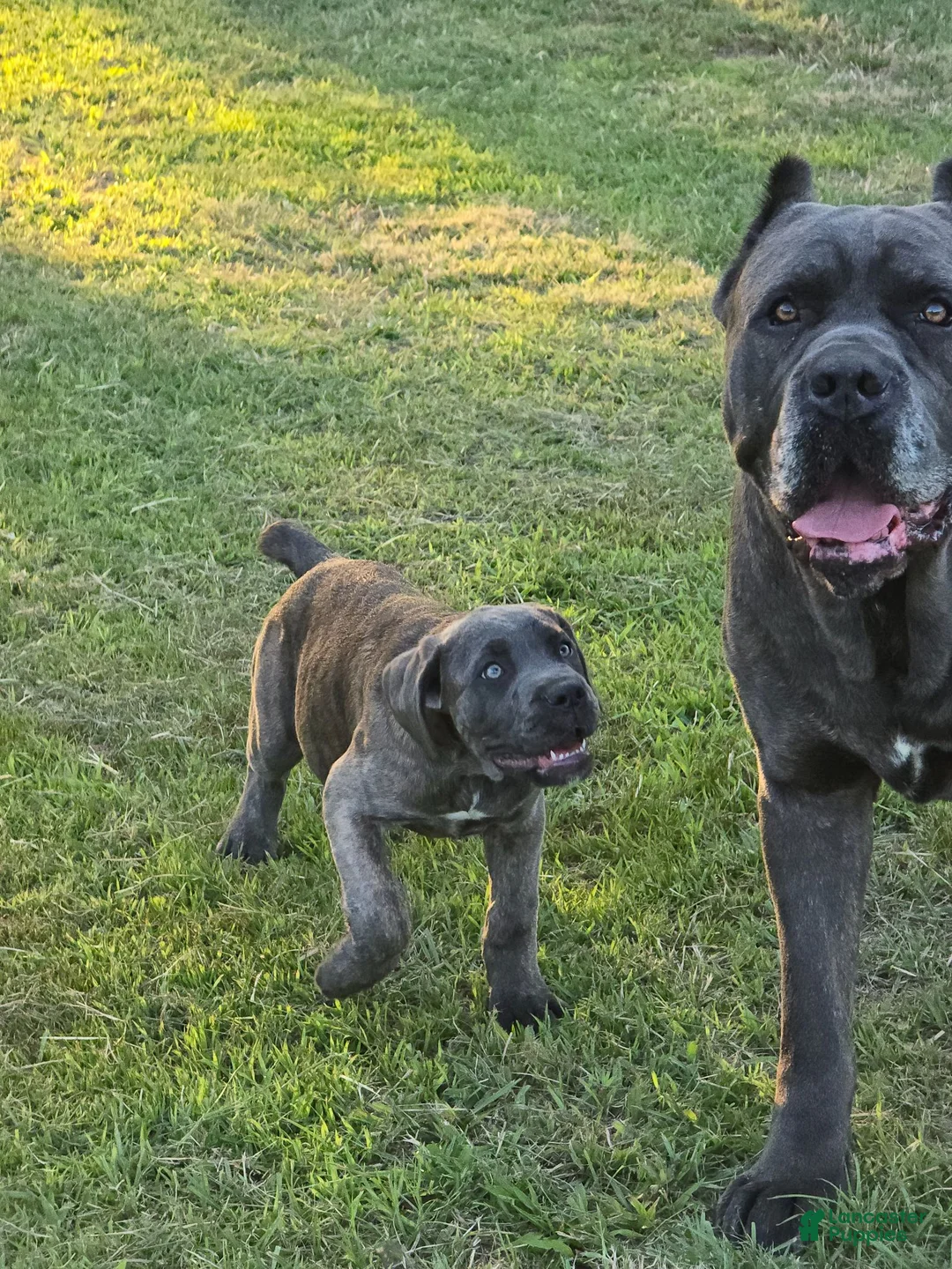 Cane Corso dogs for sale: Cane Corso 5 - Ad 7