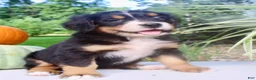 Bernese Mountain Dog dogs for sale: Lucy  - Ad 6