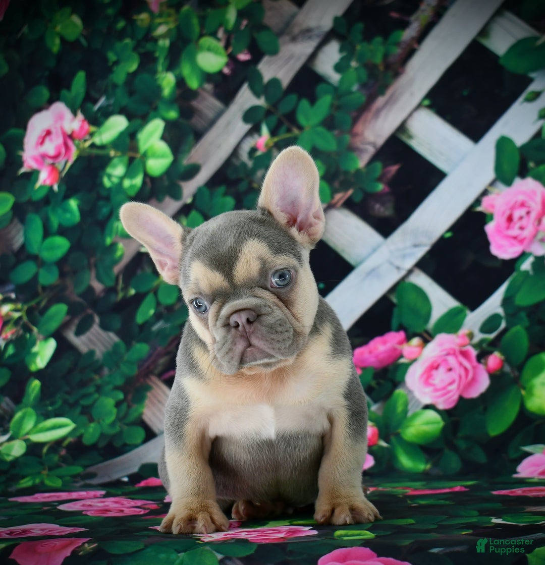 French Bulldog dogs for sale: Louie - Ad 17