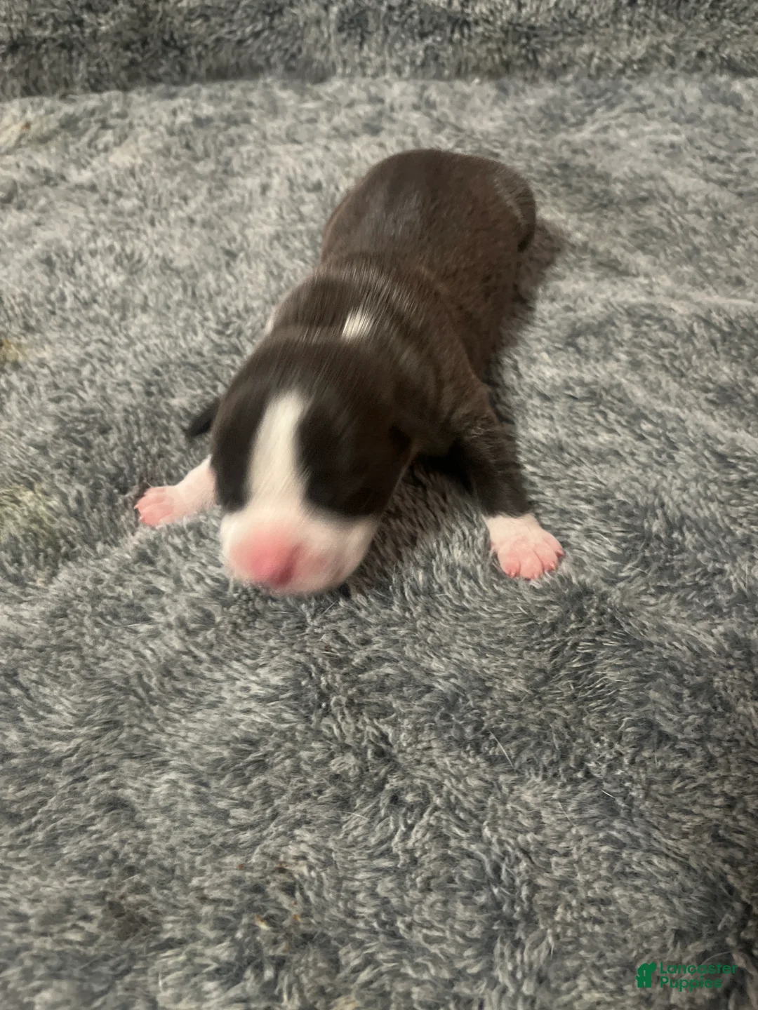American Bully dogs for sale: American Bully Puppy 6 - Ad 2