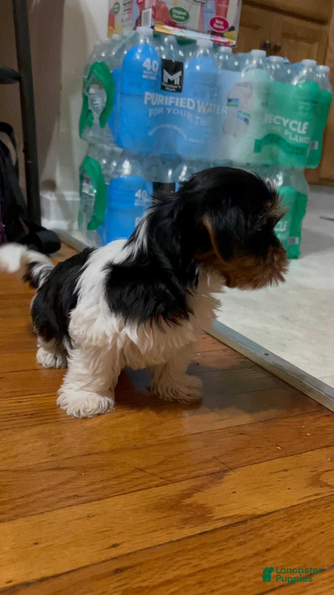 Biewer Terrier dogs for sale: Puppy - Ad 9