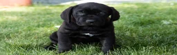 Cane Corso dogs for sale: Daisy  - Ad 2