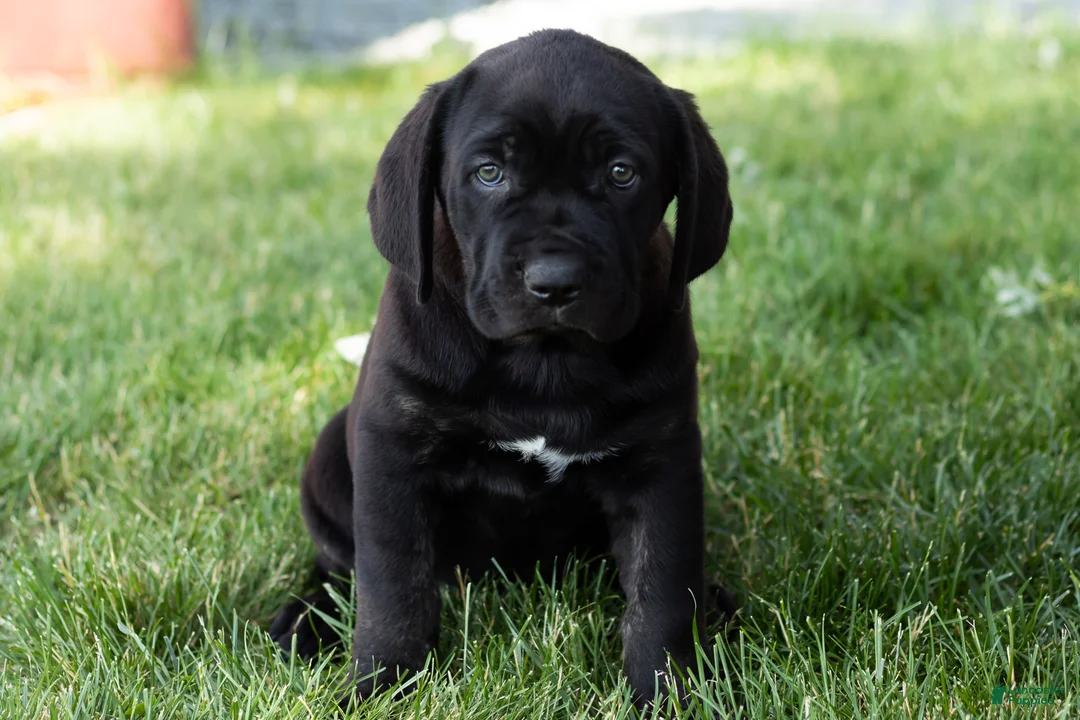 Cane Corso dogs for sale: Daisy  - Ad 2
