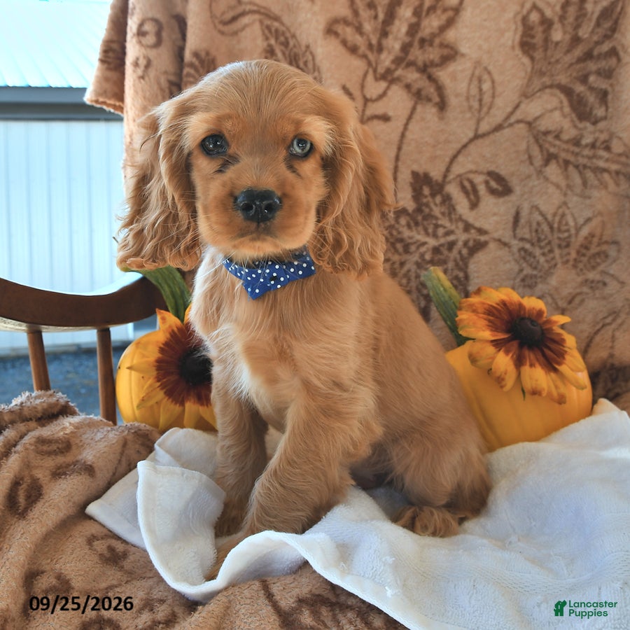 Cocker Spaniel