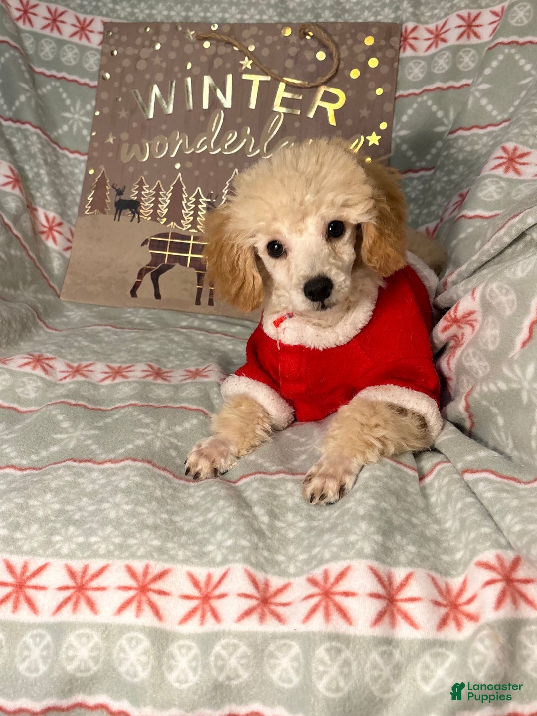 Toy Poodle dogs for sale: Yodel  - Ad 3