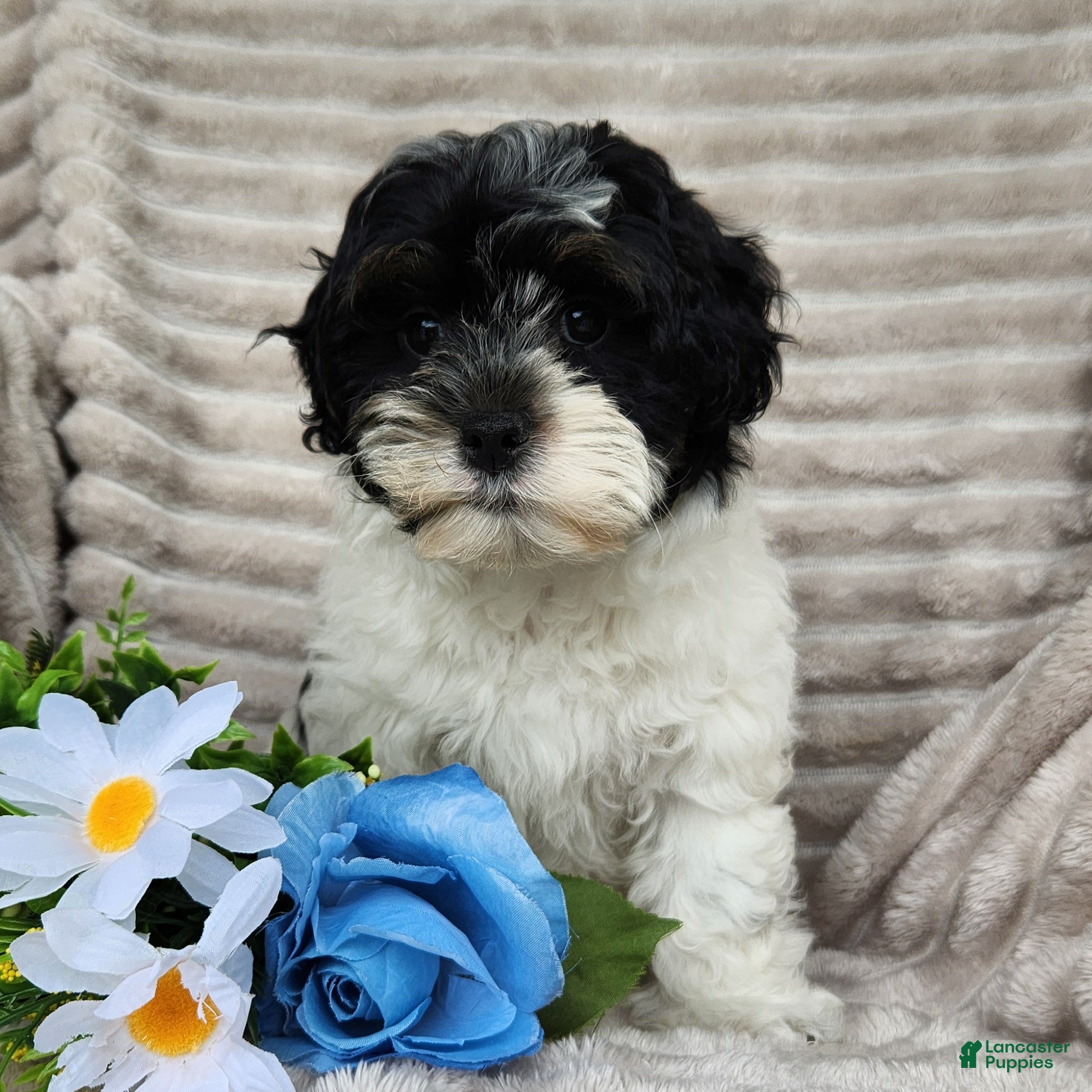 Shihpoo dogs Carter - Ad 6