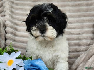 Shihpoo dogs Carter - Ad 34
