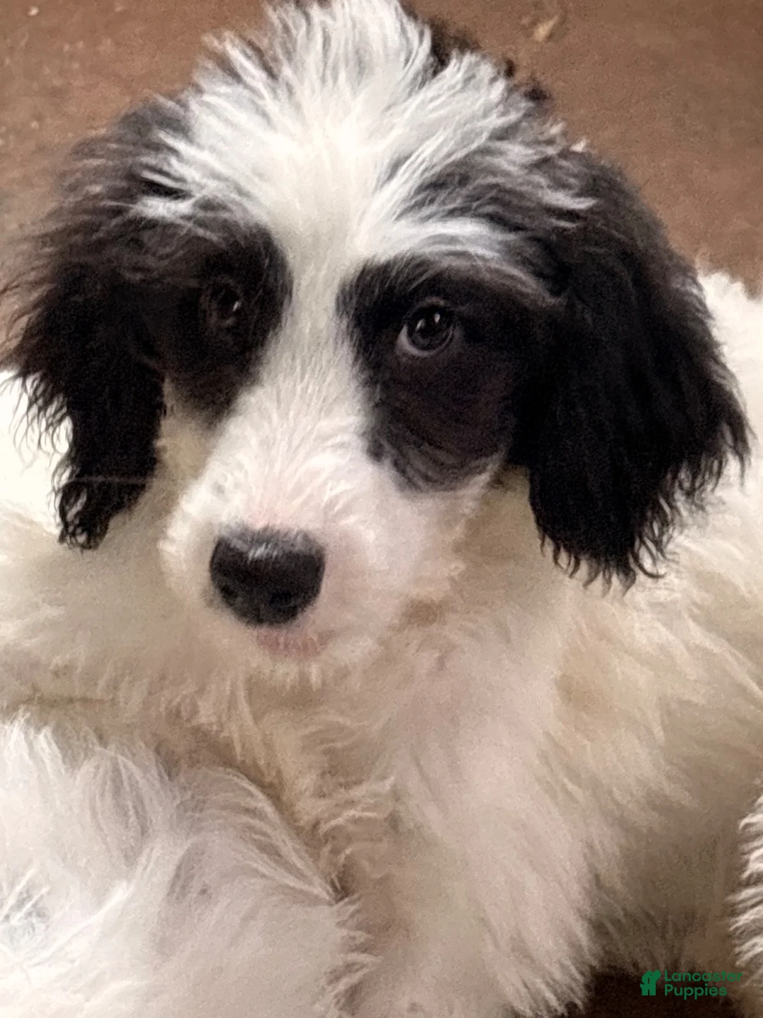 Mixed Breed dogs for sale: Pyredoodle male - Ad 3