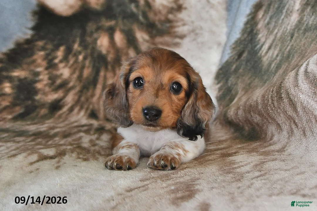 Miniature Dachshund dogs for sale: Snuggles    - Ad 1