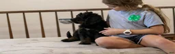 Bernedoodle dogs for sale: Olympic - Ready Now! - Ad 31