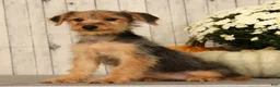 Yorkiepoo dogs for sale: Melody - Ad 5