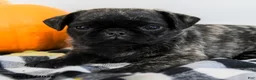 Pug dogs for sale: Patrick - Ad 5