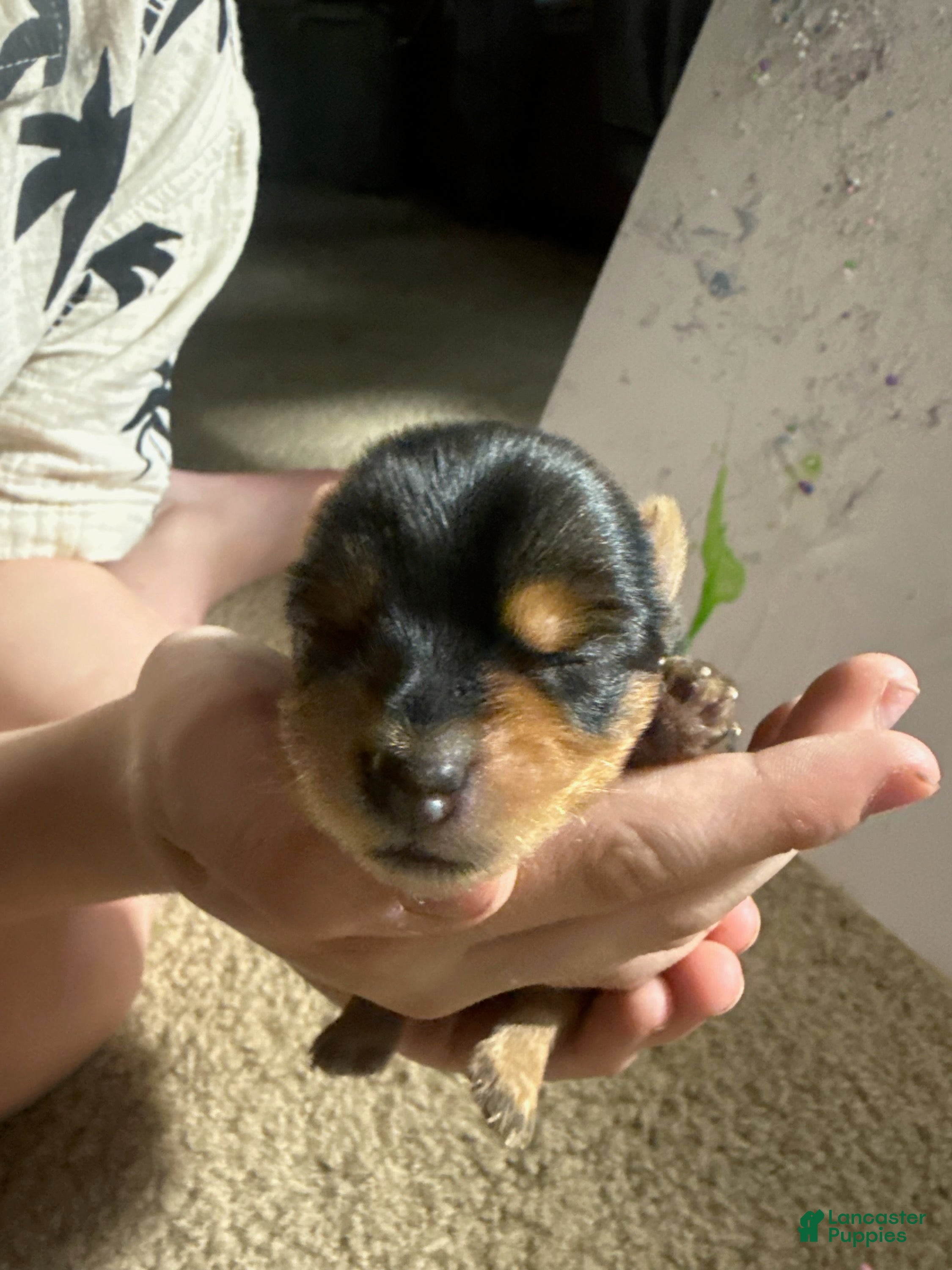 Yorkshire Terrier dogs Boy 2 - Ad 1