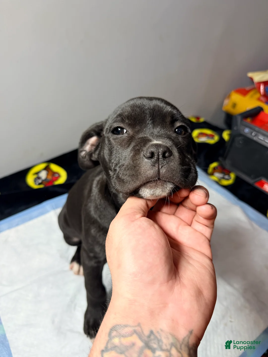 Mixed Breed dogs for sale: Lady #2 - Ad 2