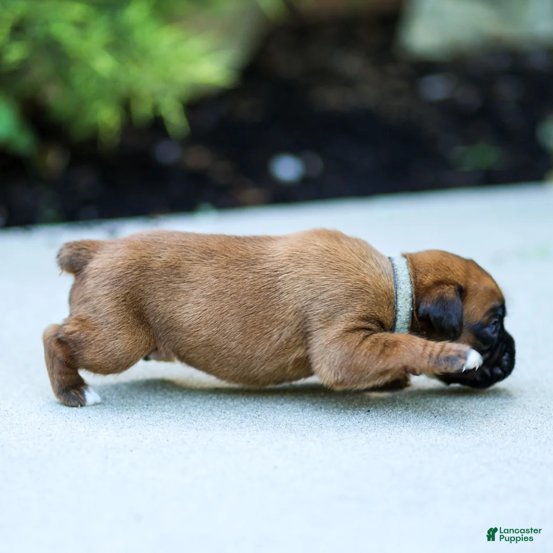 Boxer dogs for sale: Nettie Boxer  - Ad 2