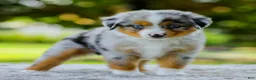 Miniature Australian Shepherd dogs for sale: Lynn - Ad 6