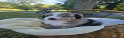 Miniature Australian Shepherd dogs for sale: Miniature Australian Shepherd 3 - Ad 1