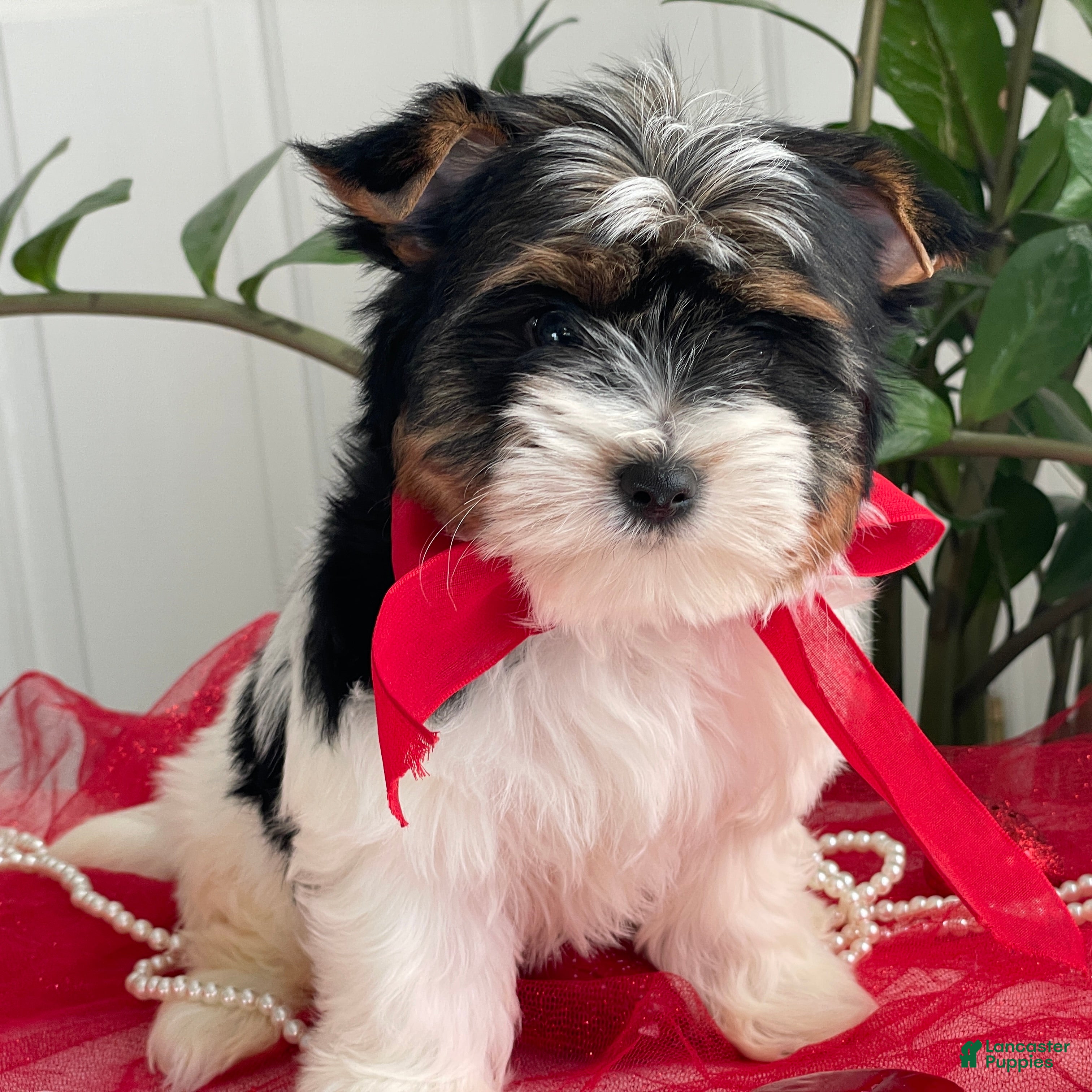 Biewer Terrier dogs Kricket - Ad 3