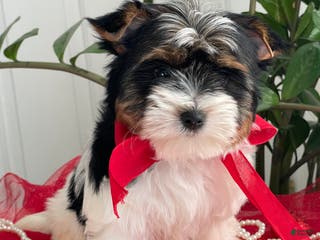 Biewer Terrier dogs Kricket - Ad 3