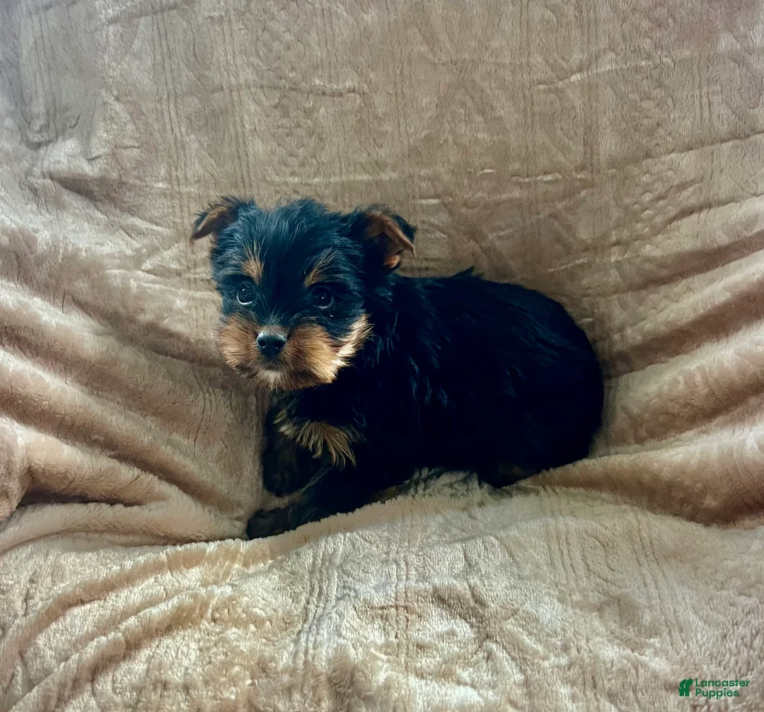 Yorkshire Terrier dogs for sale: Skeeter - Ad 2