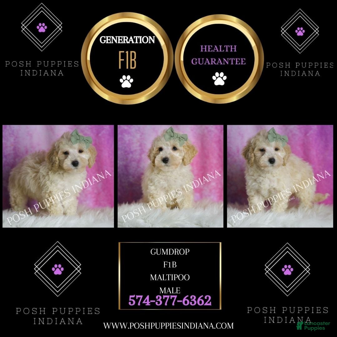 Maltipoo dogs for sale: Gumdrop - Ad 2