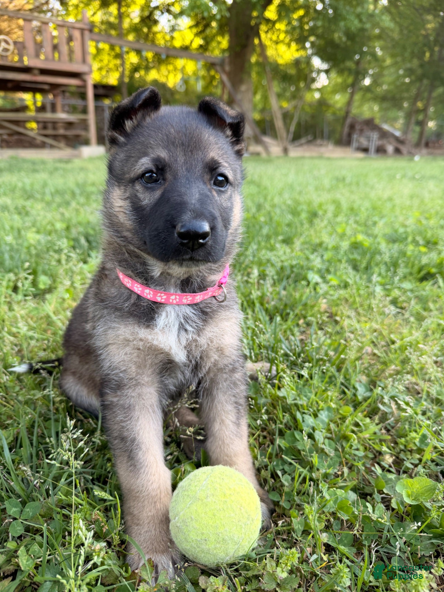 German Shepherd dogs Female (Pink) Puppy - Ad 19