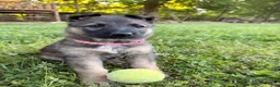 German Shepherd dogs for sale: Female (Pink) Puppy - Ad 1