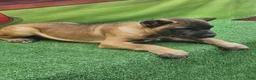 Cane Corso dogs for sale: KING - Ad 15