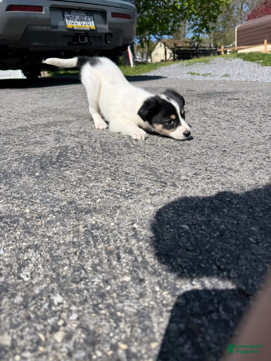 Mixed Breed dogs for sale: Mixed Breed Puppy 5 - Ad 2