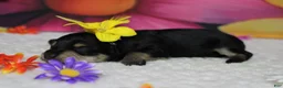 Schnoodle dogs for sale: Rose - Ad 5