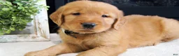 Golden Retriever dogs for sale: Zoe - Ad 1