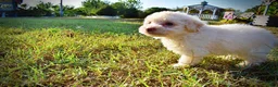 Havapoo dogs for sale: Leo-Sale!!! - Ad 6