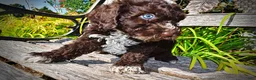 Havapoo dogs for sale: Jasper-LABOR DAY SALE-TAKE $100 OFF!!! - Ad 6
