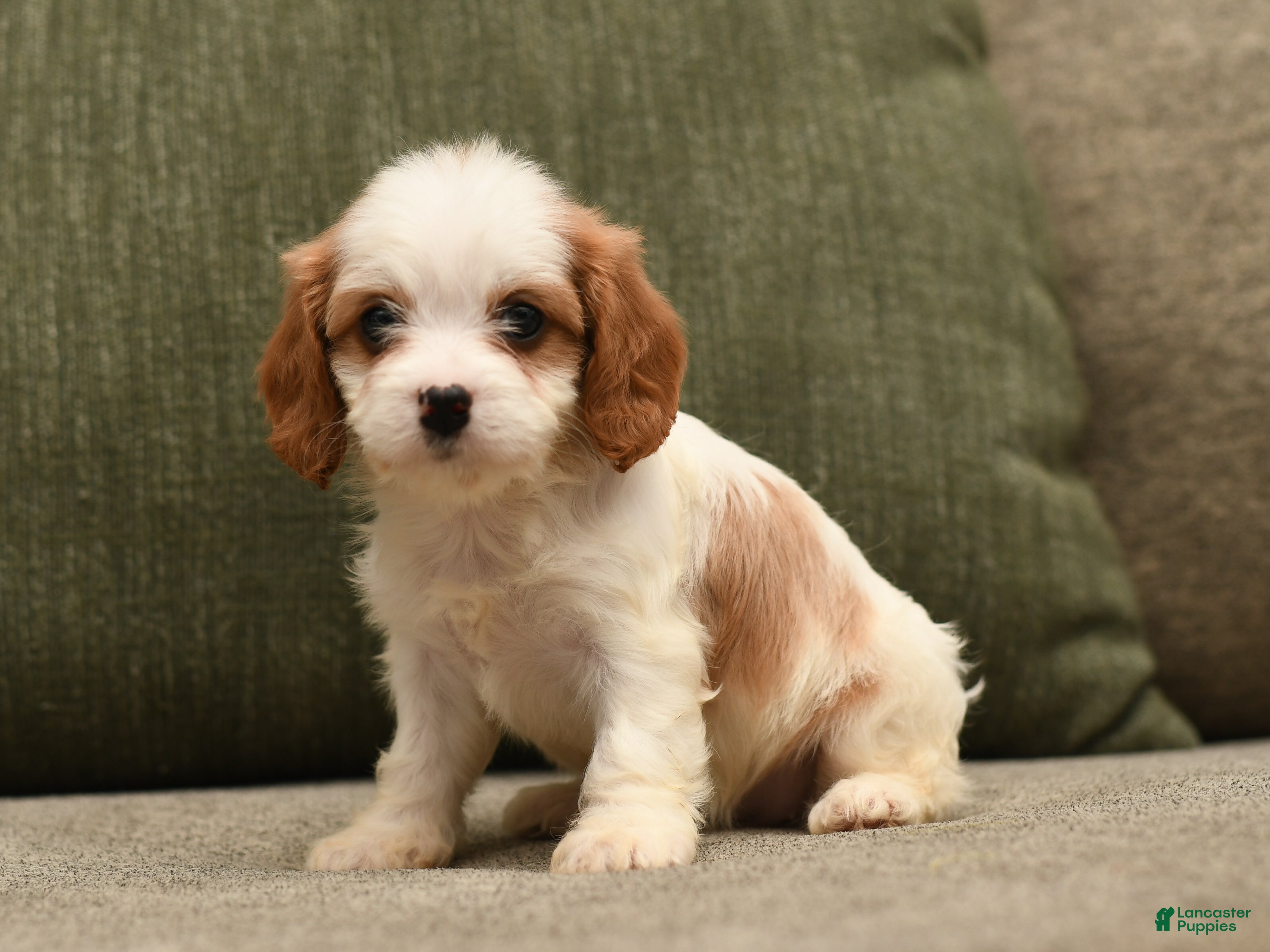 Cavapoo dogs Addie  - Ad 1