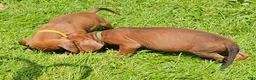 Redbone Coonhound dogs for sale: Redbone Coonhound 9(black) - Ad 25