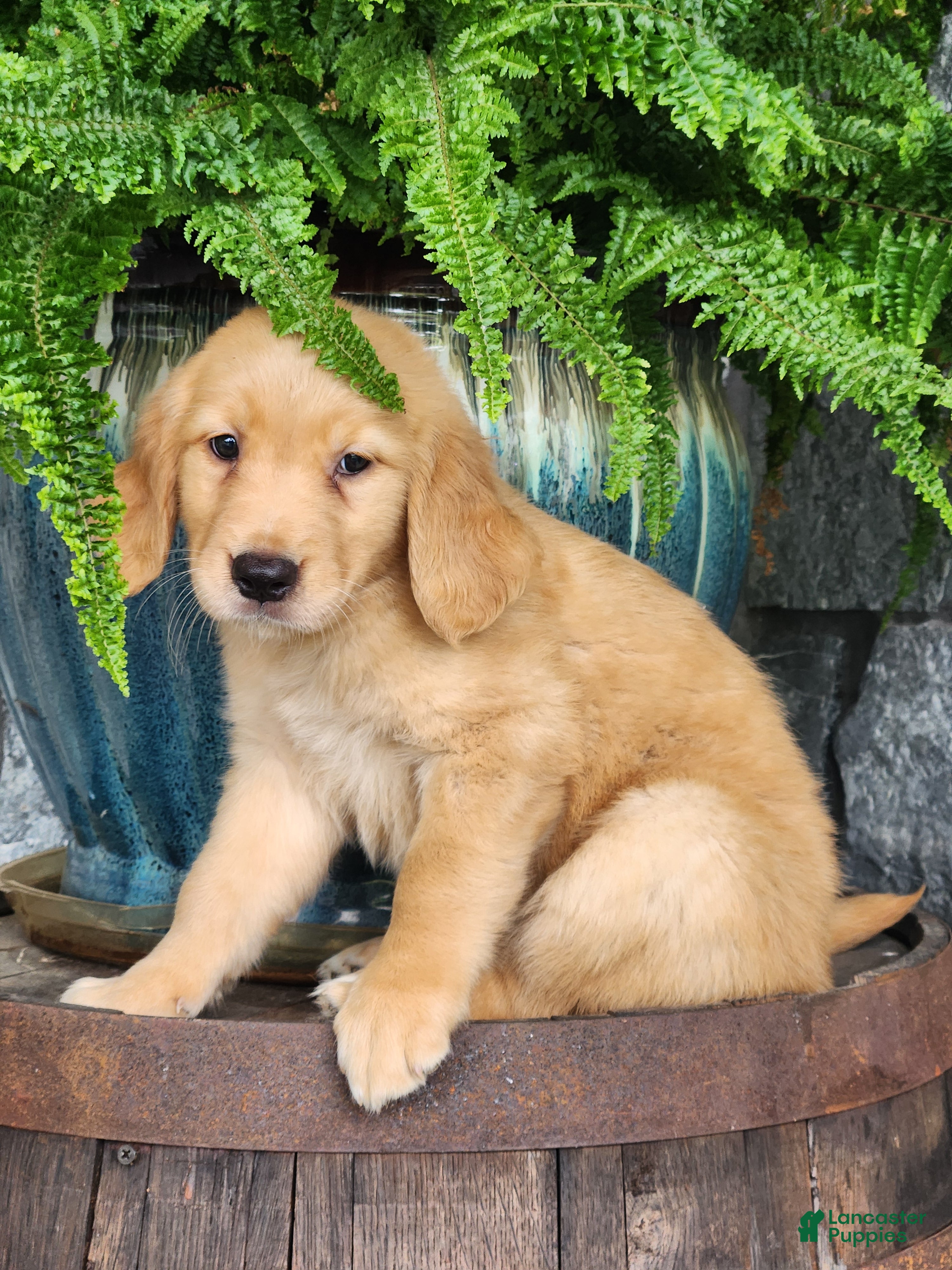 Golden Retriever dogs Stella - Ad 1