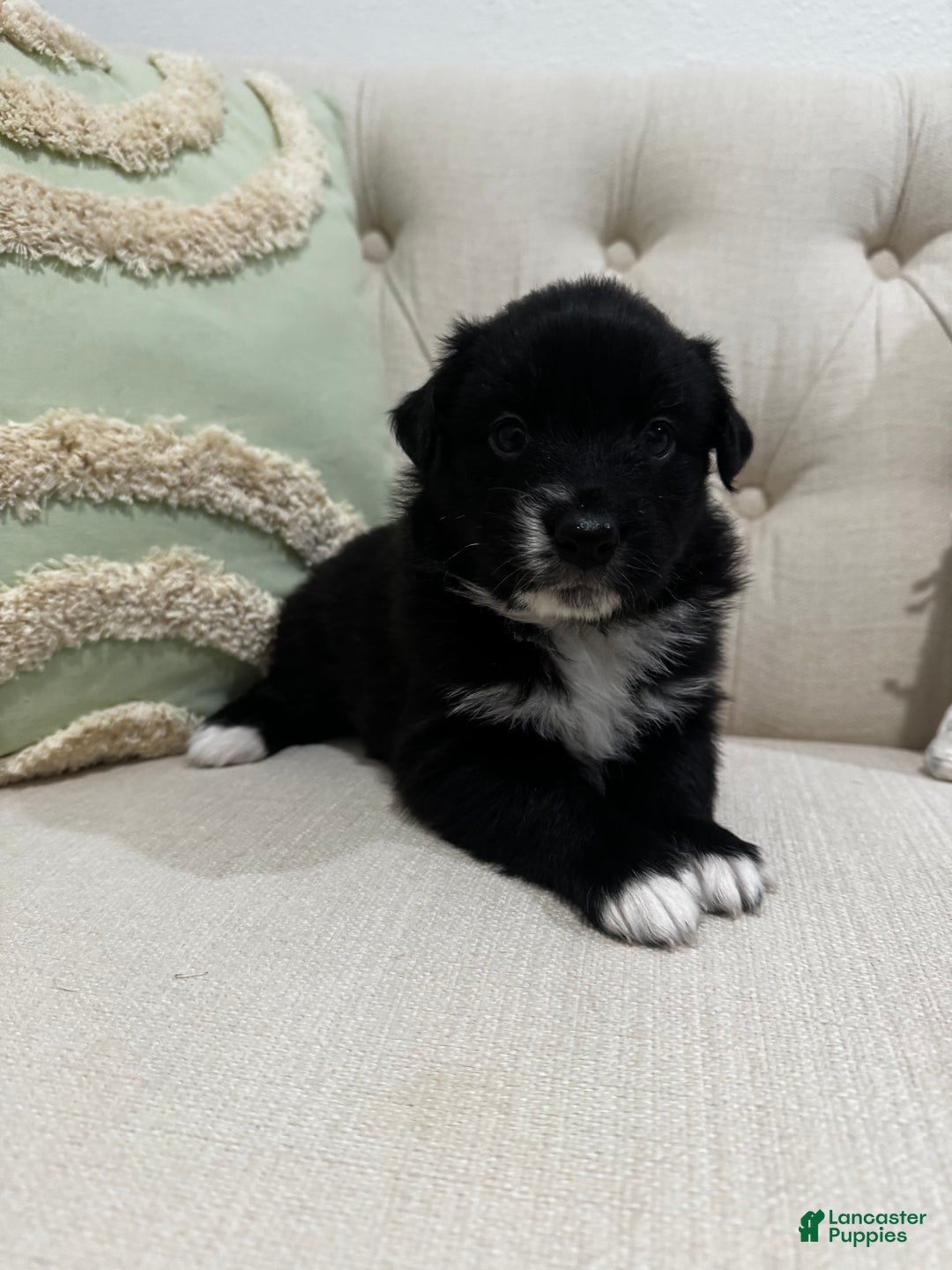 Australian Shepherd dogs for sale: Australian Shepherd Puppy 4 - Ad 11