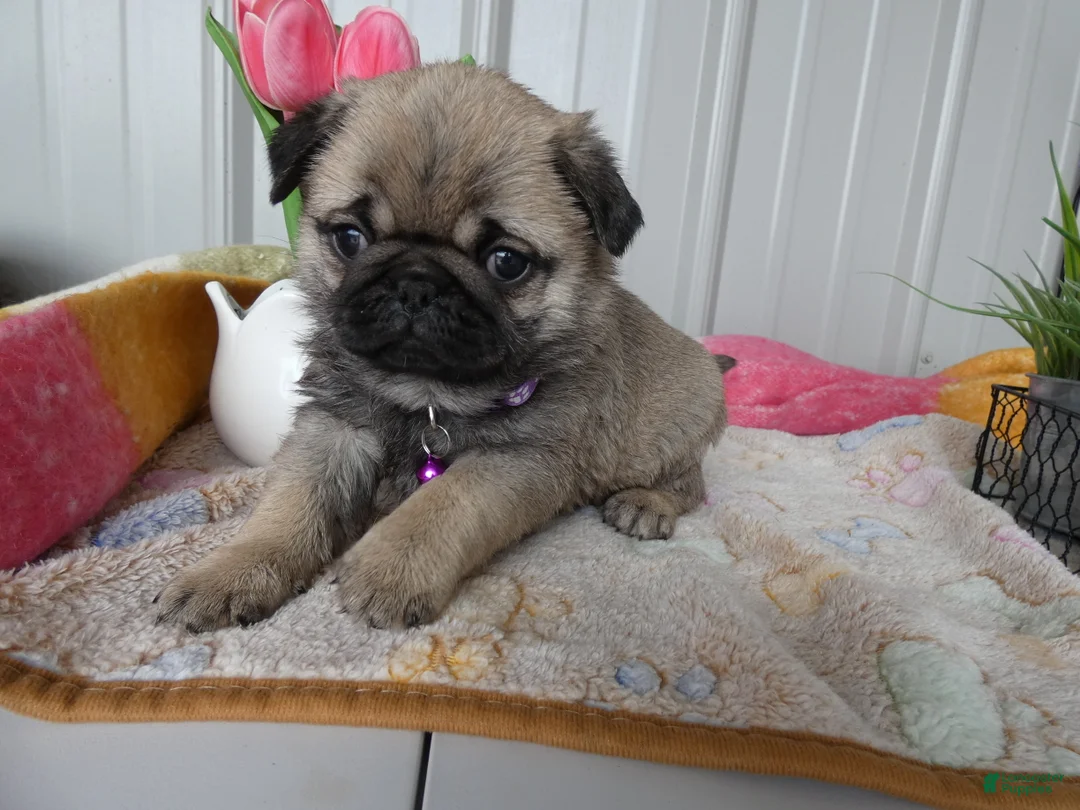 Pug dogs for sale: Pug Puppy 3 Lilac - Ad 1