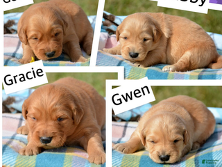 Golden Retriever dogs - Ad 37