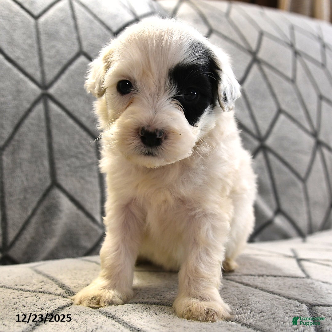 Portuguese Water Dog dogs for sale: Daisy - Ad 14