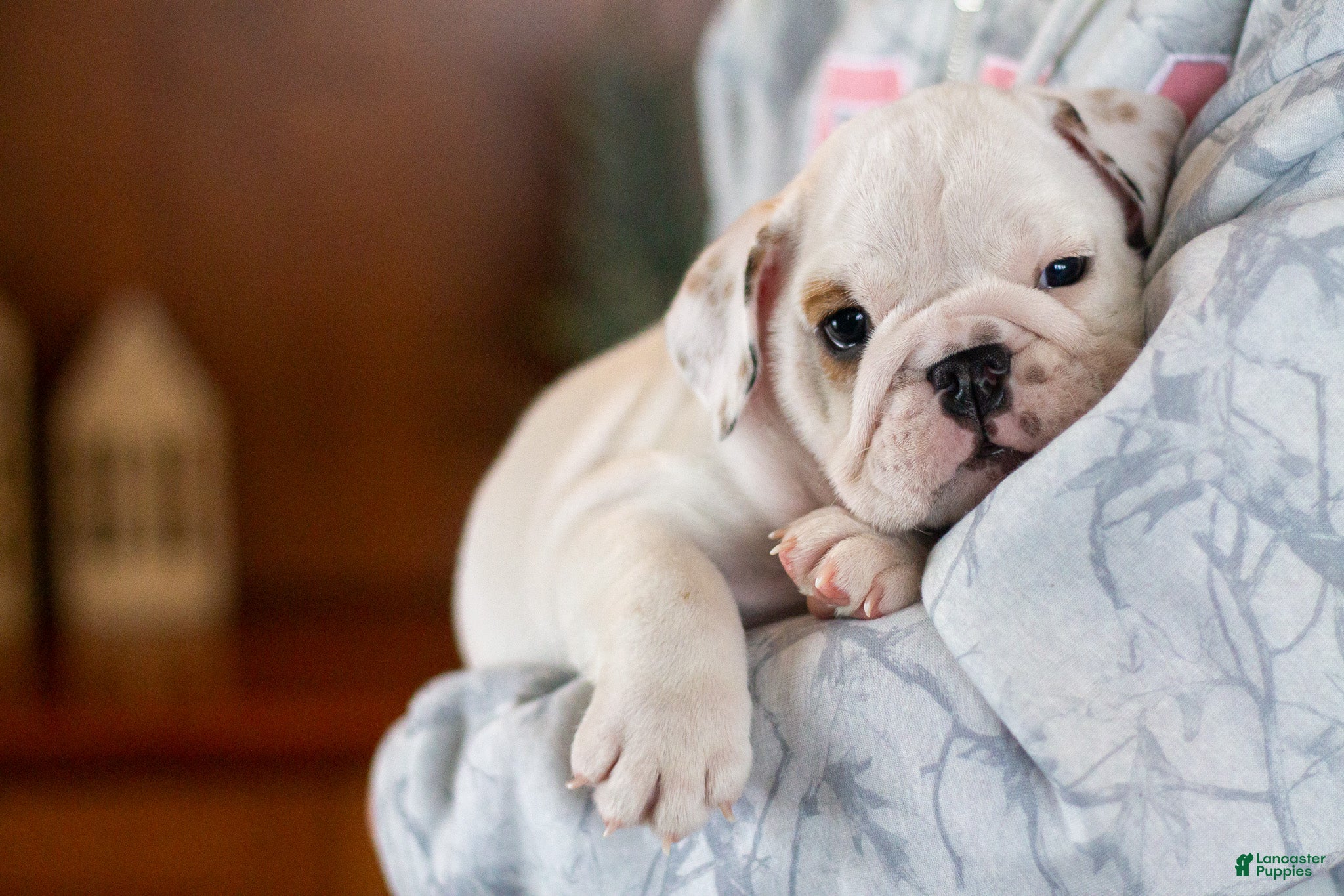 English Bulldog dogs Penelope - Ad 29