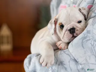 English Bulldog dogs Penelope - Ad 29